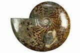 Polished, Agatized Ammonite (Cleoniceras) - Madagascar #327692-1